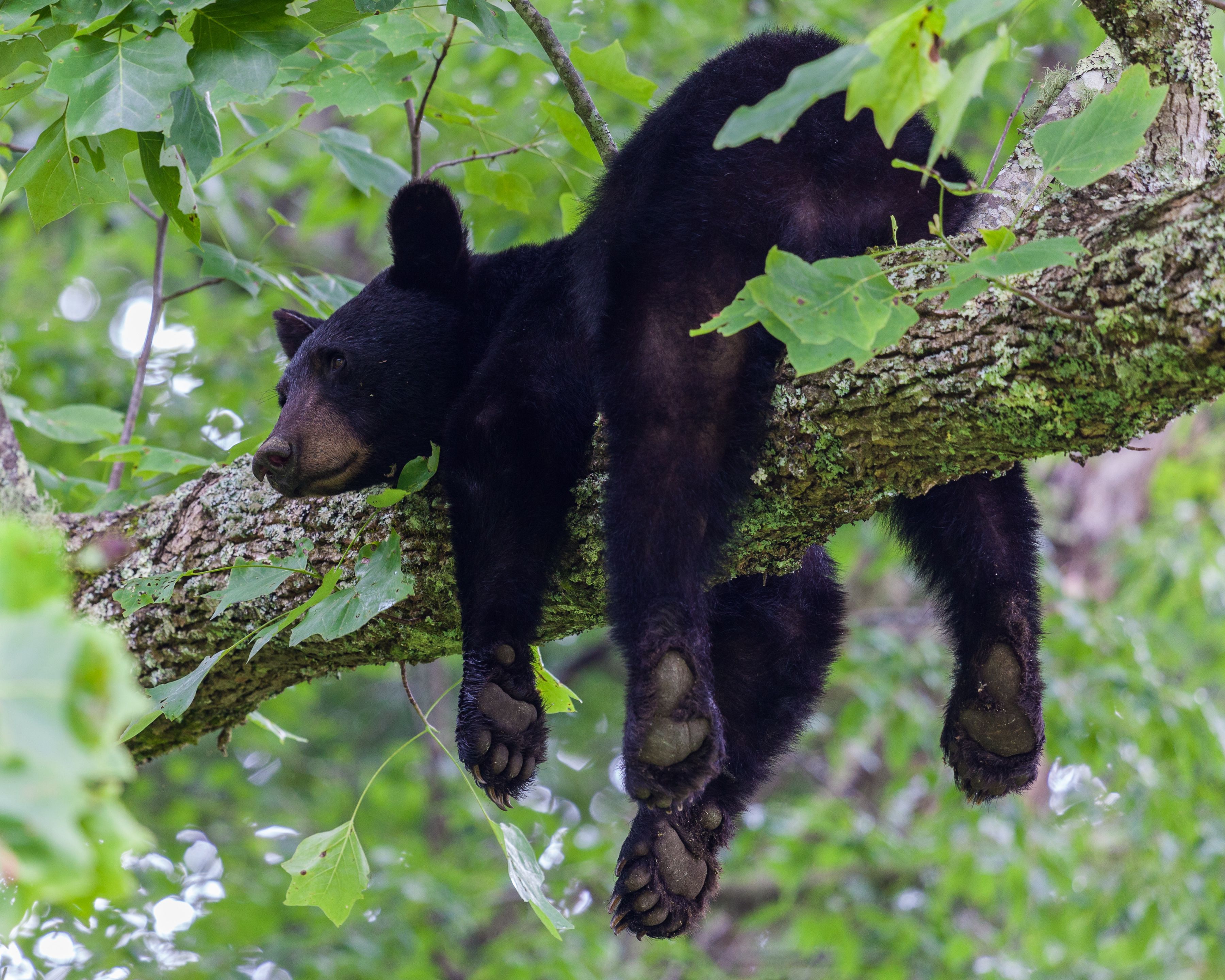 Young black bear laying on belly on tree branch with legs dangling below