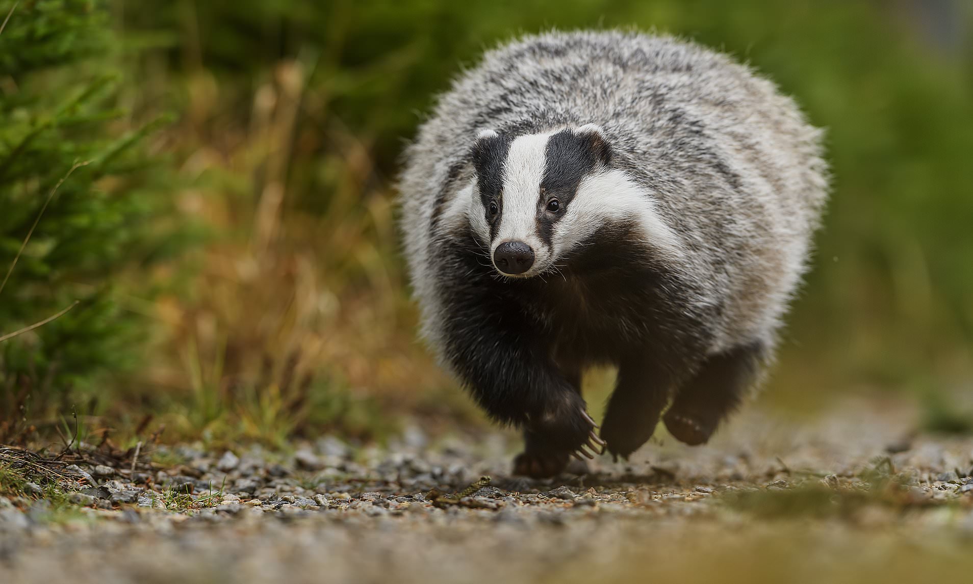 Badger running on gravel path